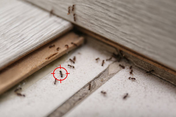 Best Affordable Pest Control Services  in Galls, IN