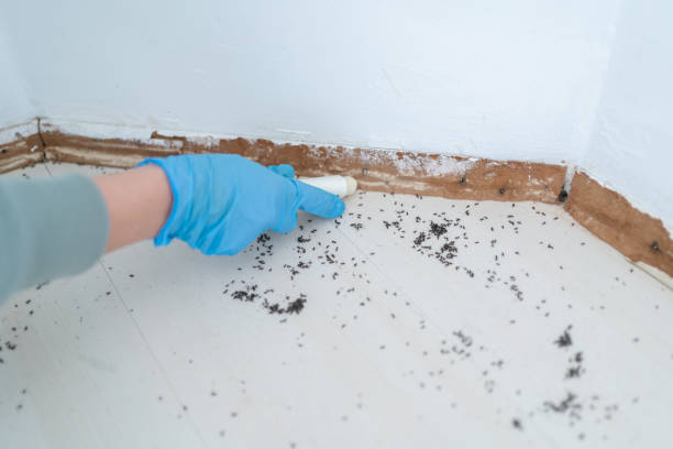 Best Local Pest Control Services  in Galls, IN